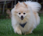 Pomeranian valper til salgs