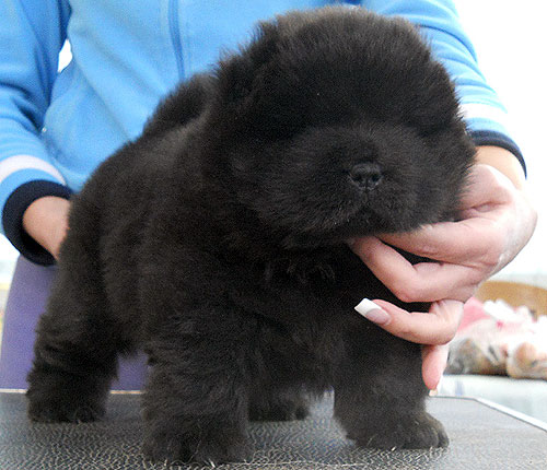Omplacering  Chow Chow valpar