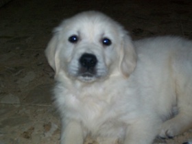 Golden-Retriever-puppies vom Züchter 