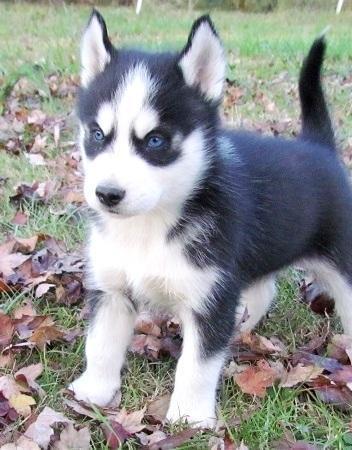  Siberian Husky valper