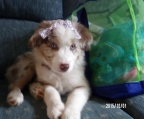 Australian Shepherd valper til salgs i norge