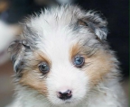 Australian Shepherd valper til salgs i norge