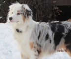 Australian Shepherd valper til salgs i norge