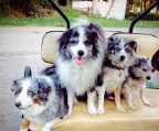 Australian Shepherd valper til salgs i norge