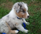 Australian Shepherd valper til salgs i norge