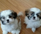 shih-tzu valper