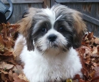 Renrasede Shih tzu valper 3  tisper