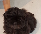 Nydelige shih tzu valper black and tan !