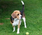 beagle oppdrettere - valp pris