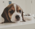 beagle hund maks 38 cm høy
