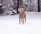 weimaraner valper til salgs i norge