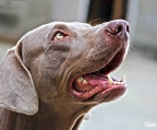 weimaraner valper til salgs i norge