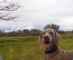 weimaraner valper til salgs i norge