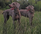 weimaraner valper til salgs i norge