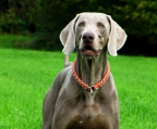 weimaraner valper til salgs i norge