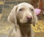 weimaraner valper til salgs i norge