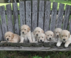 5 uker gamle golden retriever valper!