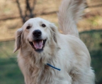 golden retriever kennel