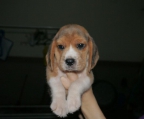 hunn Beagle 