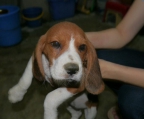 Beagle  tre farger