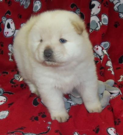 Chow chow cachorros para adopción