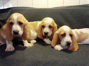  Basset Hound Puppies