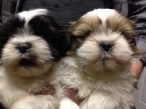 Shih Tzu pups ready now