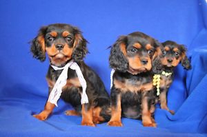 black tan cavalier king charles spaniel