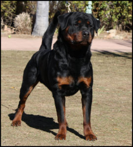 CKC Registered Rottweiler Puppies