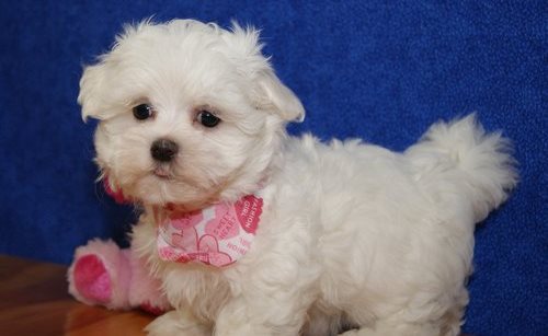 Nydelig mannlige og kvinnelige bichon maltese for adopsjon