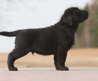 labrador retriever valp til salgs