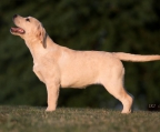 labrador retriever valp til salgs