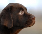 labrador retriever valp til salgs