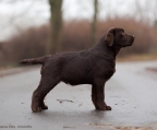 labrador retriever valp til salgs