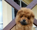 Norge oppdretter chow chow