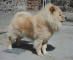 chow chow, 3 valper