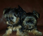 Yorkshire terrier oppdretter Norge