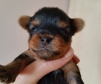 Yorkshire terrier valp til salgs