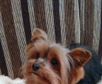 2 valp mann Yorkshire terrier til salgs