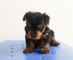 valper salgs Yorkshire terrier