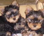 to valper Yorkshire terrier