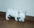 oppdretter fransk bulldog