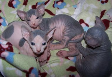 Sphynx kattunger til salgs