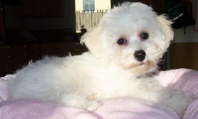 Bichon-Frisé-puppies