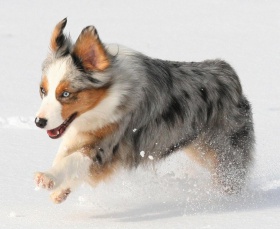 Valp australian shepherd familiehund