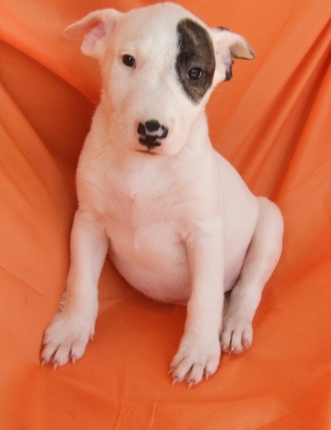 Nydelig Bull Terrier valper for adopsjon, mannlige og kvinnelige. KC REG.