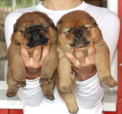 Chow-chow valper for adopsjon, 3 måneder klar for sitt nye hjem