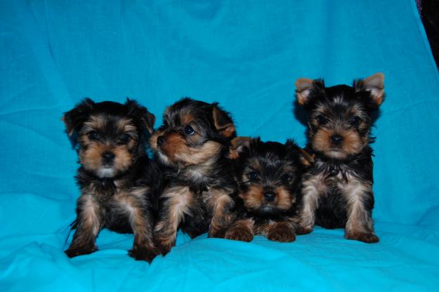 Yorkshire terrier valper til salgs 8500 kr