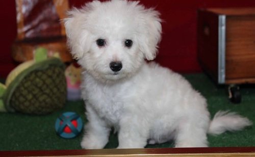 Bichon