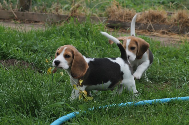 beagle valper tilgjengelig for ethvert godt hjem